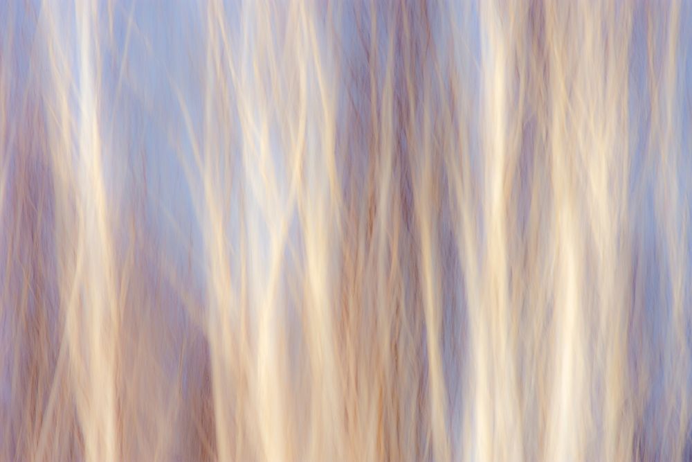 Art Print: Canada-Manitoba-Sandilands Provincial Forest Forest abstract
