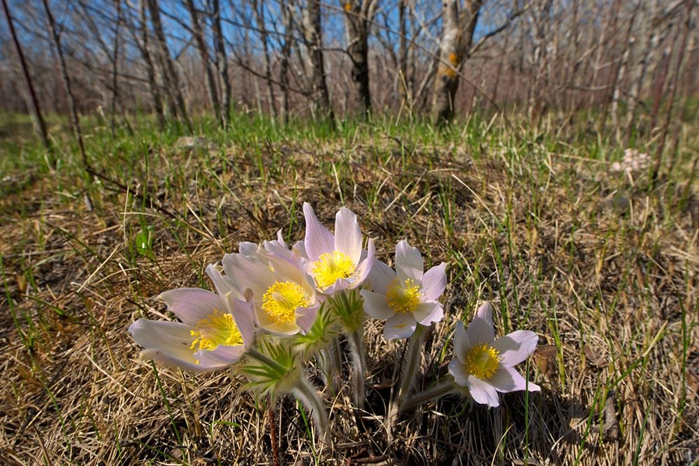 Art Print: Canada-Manitoba-Prairie crocus in spring