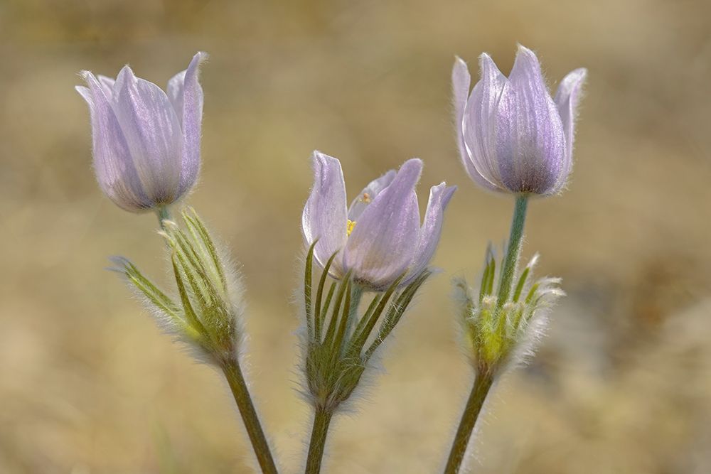 Art Print: Canada-Manitoba-Prairie crocus in spring