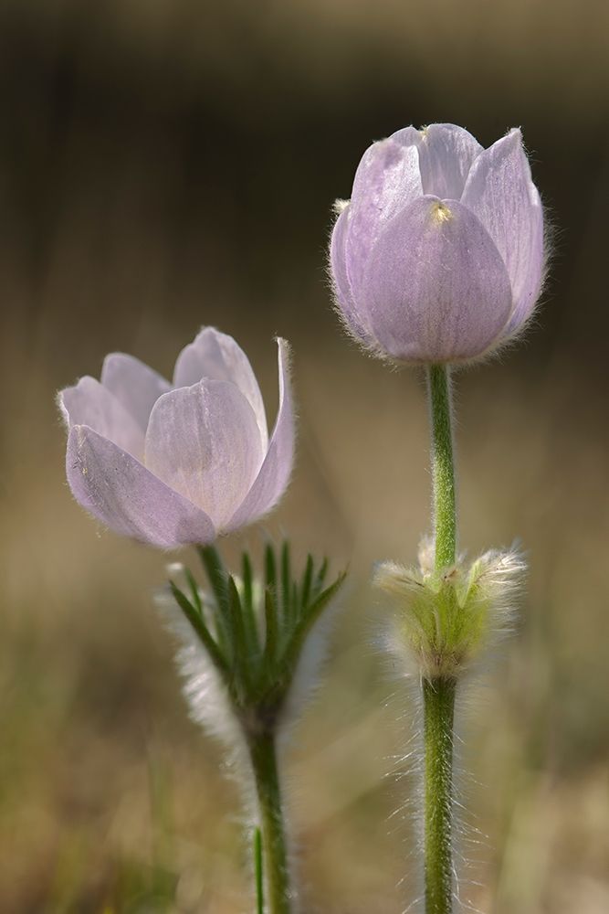 Art Print: Canada-Manitoba-Prairie crocus in spring