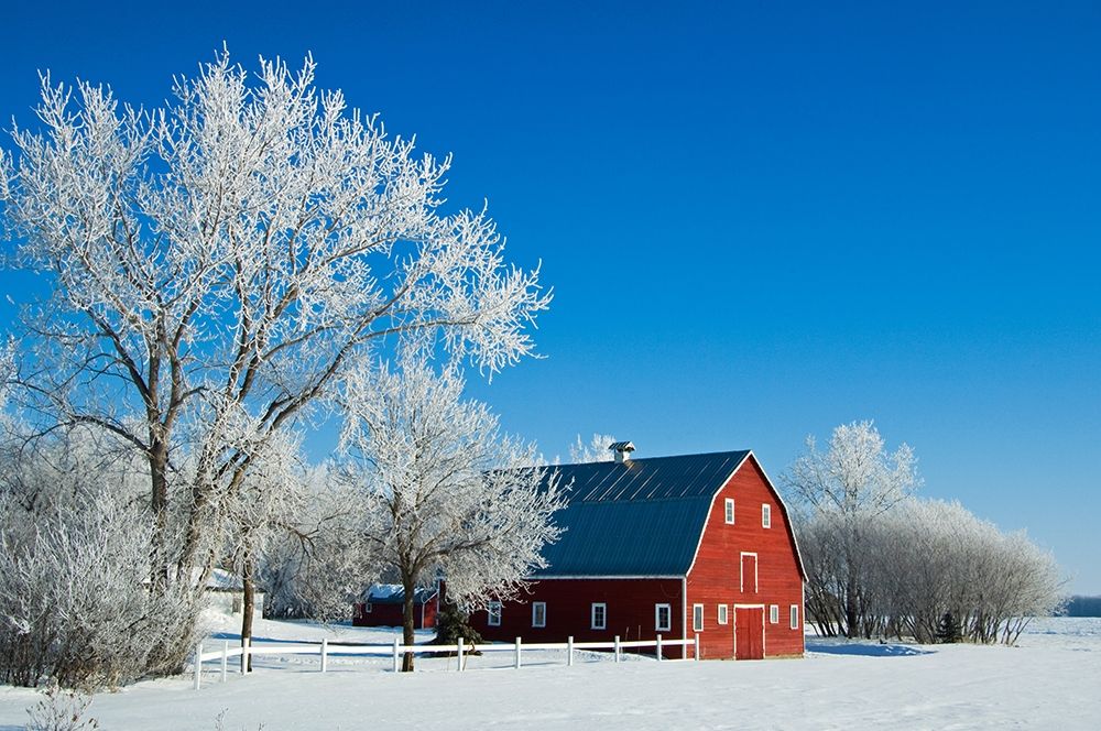 Art Print: Canada-Manitoba-Grande Pointe Hoarfrost and red barn in winter