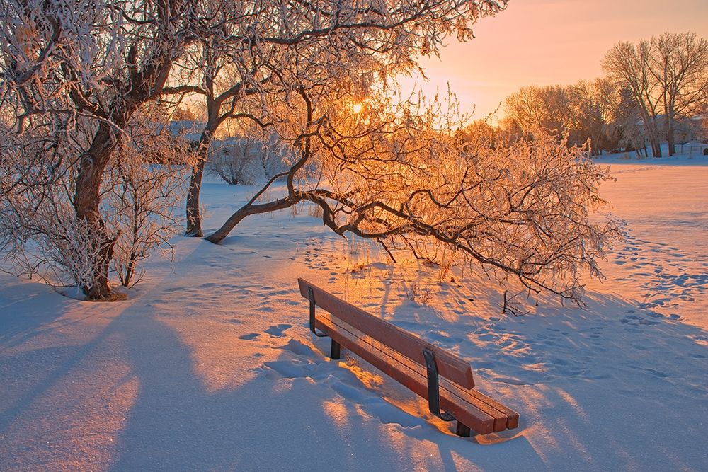 Art Print: Canada-Manitoba-Winnipeg Hoarfrost at sunrise with bench