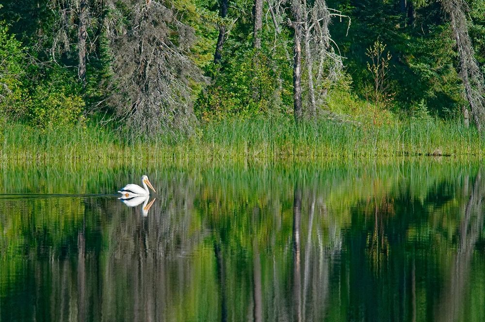 Art Print: Canada-Manitoba-The Pas American white pelican on lake