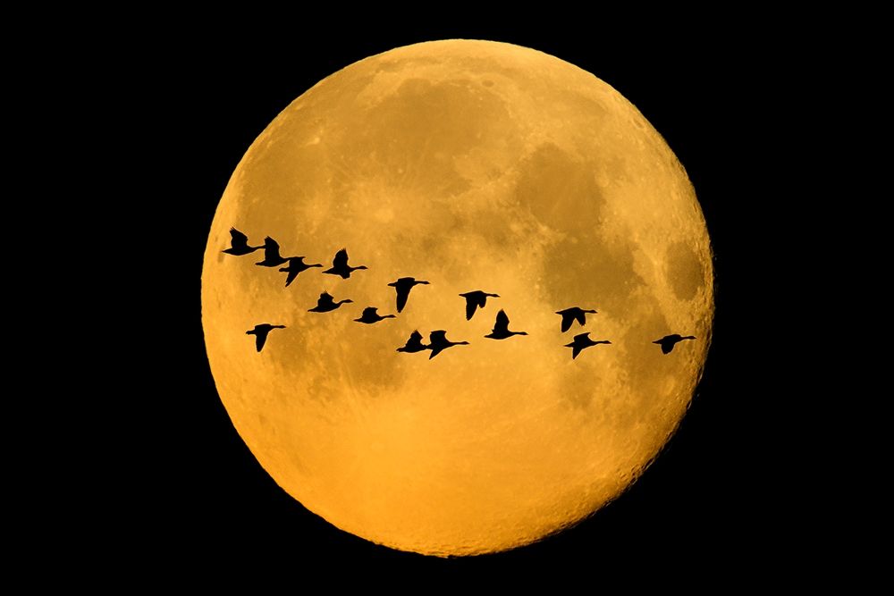 Wall art: Canada-Winnipeg Montage of geese flying past harvest moon, by Jaynes Gallery