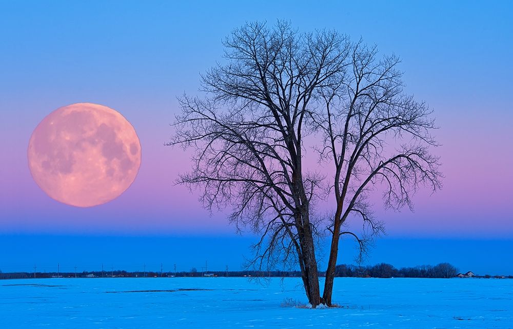 Wall Art Painting id:399790, Name: Canada-Manitoba-Dugald Full moon and cottonwood tree at dawn, Artist: Jaynes Gallery