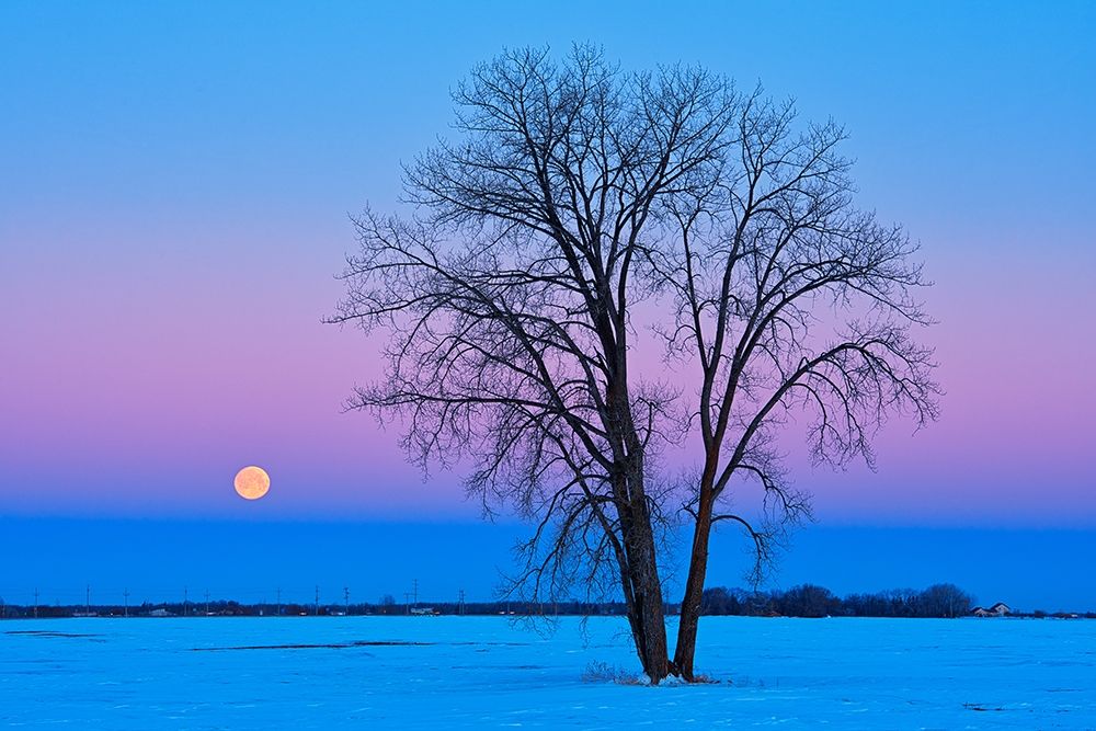 Wall art: Canada-Manitoba-Dugald Full moon and cottonwood tree at dawn, by Jaynes Gallery