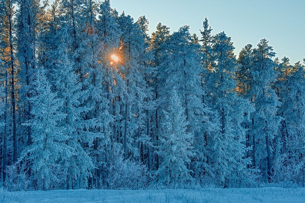 Art Print: Canada-Manitoba-Belair Provincial Forest Backlit jack pine trees covered in hoarfrost