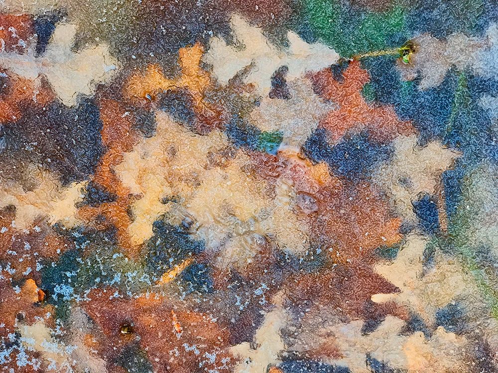 Art Print: Canada-Manitoba-Winnipeg Autumn leaves frozen in ice