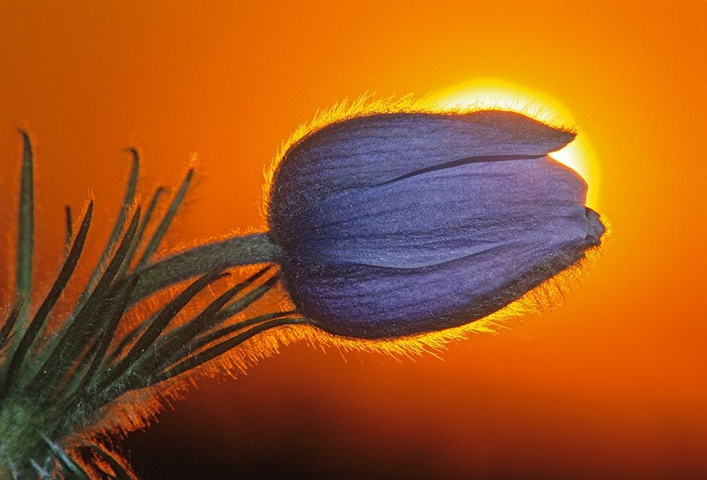 Art Print: Canada-Manitoba-Winnipeg Prairie crocus backlit at sunrise
