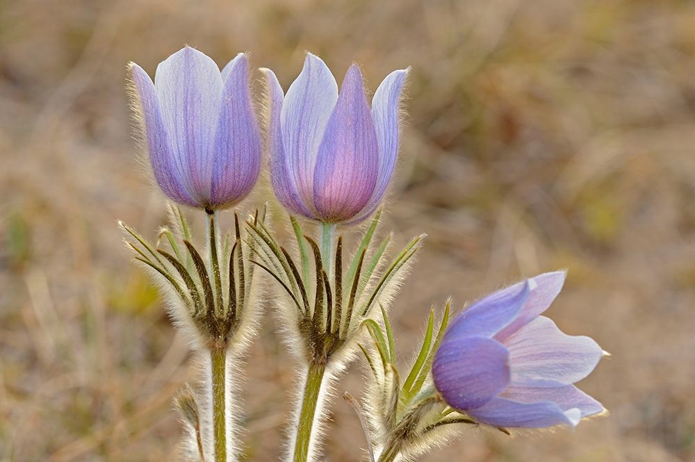 Art Print: Canada-Manitoba-Sandilands Provincial Forest Prairie crocus flowers close-up