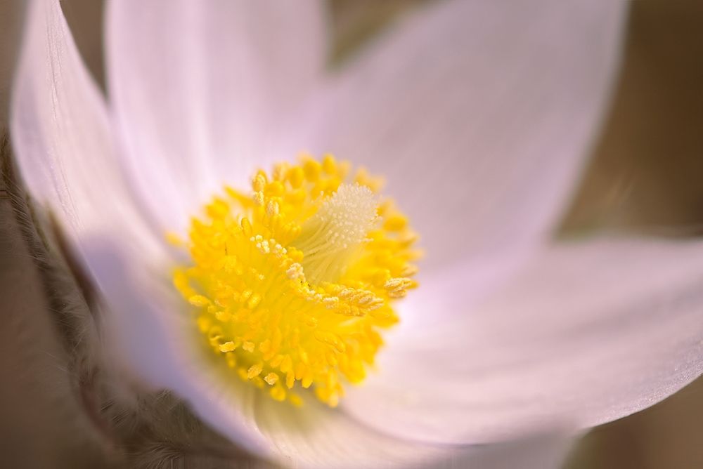 Art Print: Canada-Manitoba-Mars Hill Wildlife Management Area Detail of prairie crocus flower