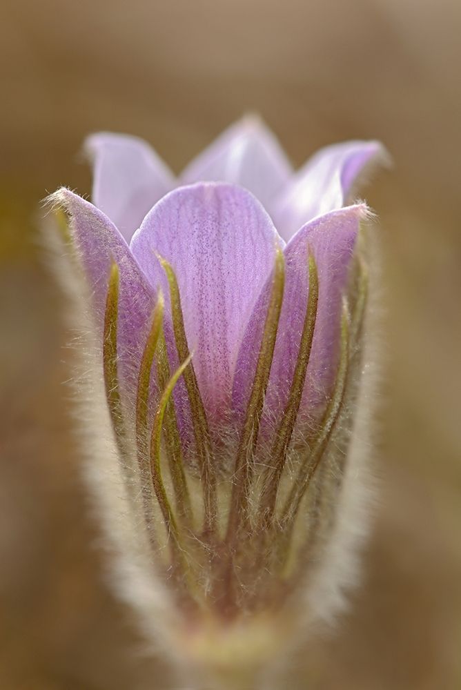 Art Print: Canada-Manitoba-Mars Hill Wildlife Management Area Detail of prairie crocus flower