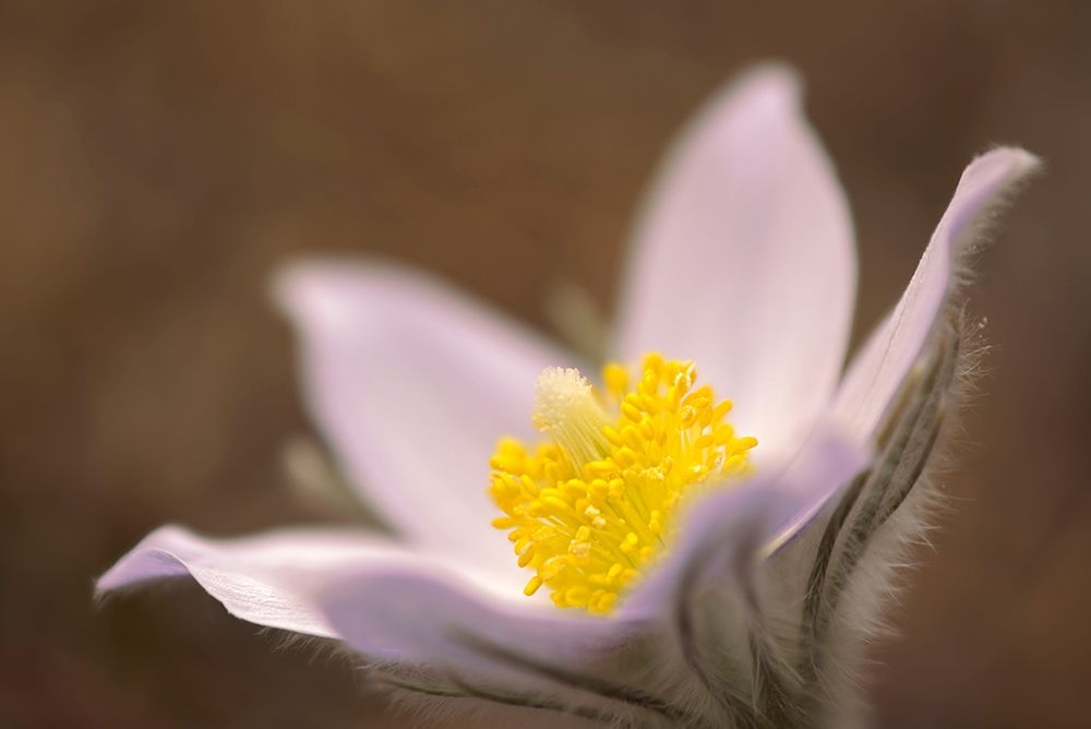 Art Print: Canada-Manitoba-Mars Hill Wildlife Management Area Detail of prairie crocus flower