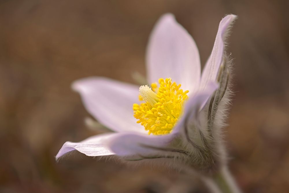Art Print: Canada-Manitoba-Mars Hill Wildlife Management Area Detail of prairie crocus flower