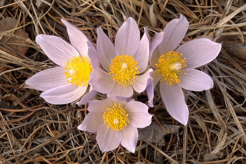 Art Print: Canada-Manitoba-Mars Hill Wildlife Management Area Close-up of prairie crocus flowers