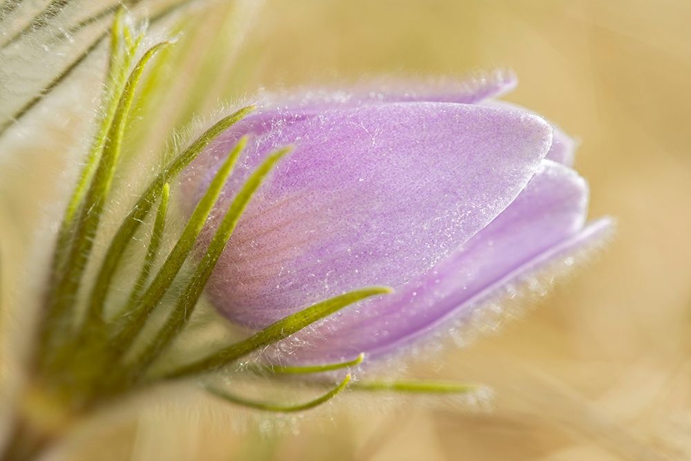 Art Print: Canada-Manitoba-Winnipeg Close-up of prairie crocus flower