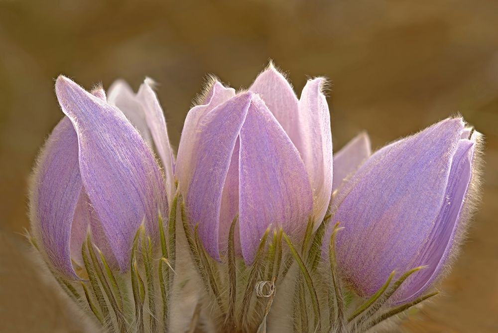 Art Print: Canada-Manitoba-Mars Hill Wildlife Management Area Close-up of prairie crocus flowers
