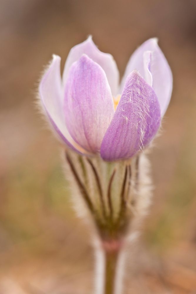 Art Print: Canada-Manitoba-Sandilands Provincial Forest Prairie crocus flower close-up