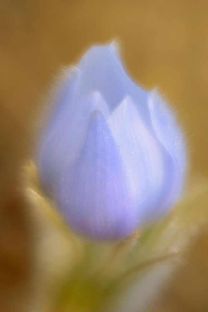 Art Print: Canada-Manitoba-Winnipeg Close-up of prairie crocus flower