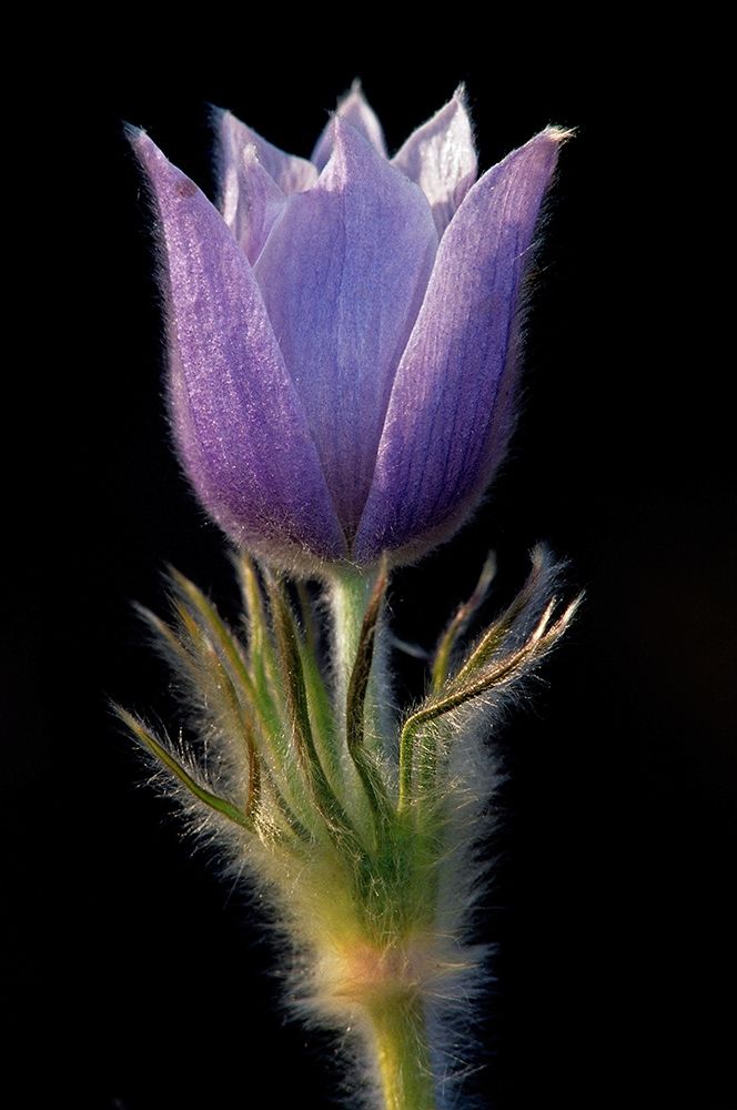 Art Print: Canada-Manitoba-Sandilands Provincial Forest Prairie crocus flower close-up