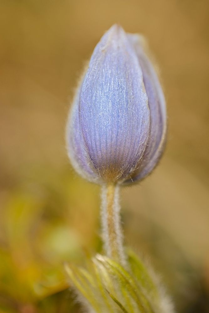 Art Print: Canada-Manitoba-Libau Prairie crocus flower close-up