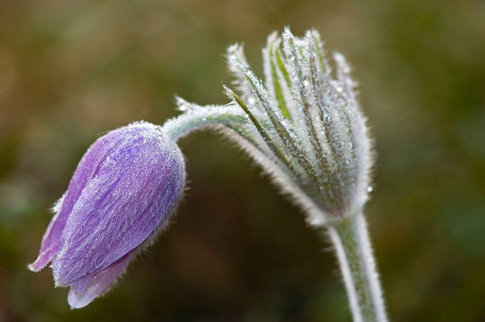 Art Print: Canada-Manitoba-Sandilands Provincial Forest Prairie crocus flower close-up