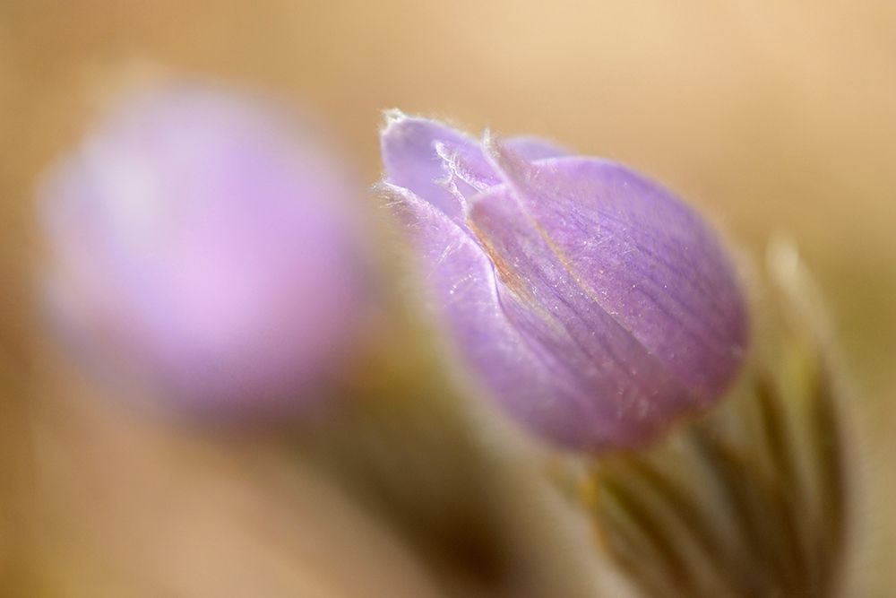 Art Print: Canada-Manitoba-Libau Prairie crocus flower close-up