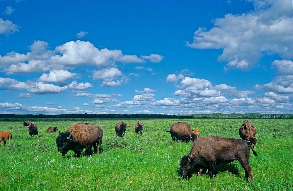 Art Print: Canada-Manitoba-Riding Mountain National Park Herd of American plains bison grazing on prairie