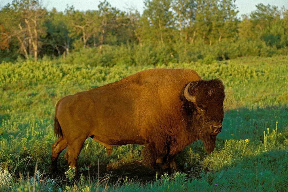 Art Print: Canada-Manitoba-Riding Mountain National Park Close-up of male American plains bison