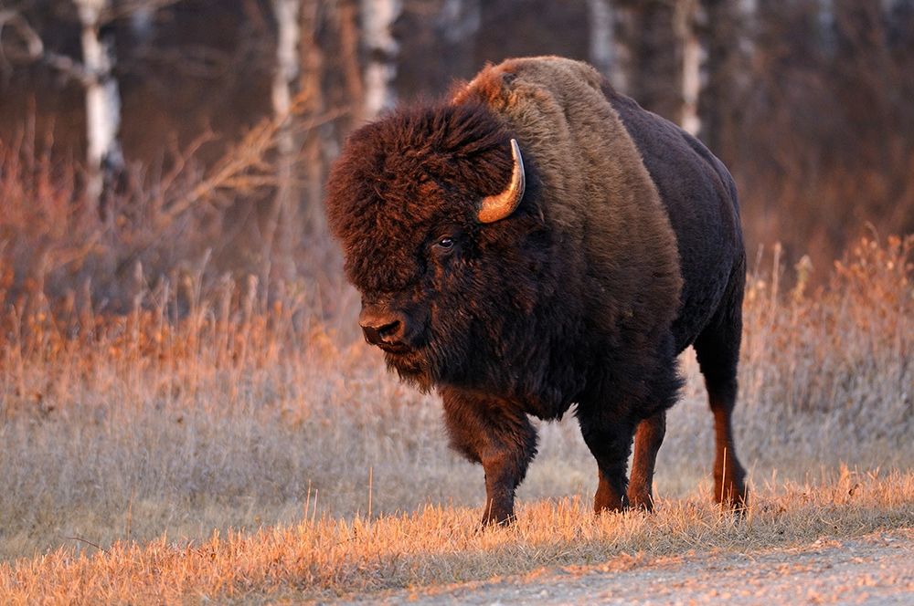 Art Print: Canada-Manitoba-Riding Mountain National Park Close-up of male American plains bison
