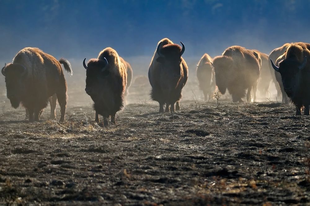 Art Print: Canada-Manitoba-Riding Mountain National Park Herd of American plains bison on burned prairie