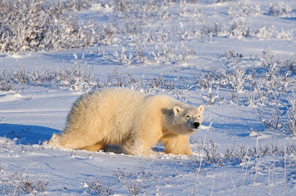 Art Print: Canada-Manitoba-Churchill Polar bear walking through snow in evening light