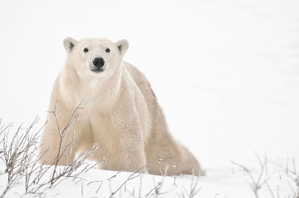 Art Print: Canada-Manitoba-Churchill Polar bear on frozen tundra
