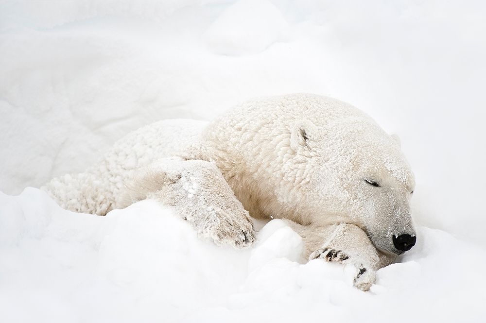 Art Print: Canada-Manitoba-Churchill Polar bear sleeping in snow