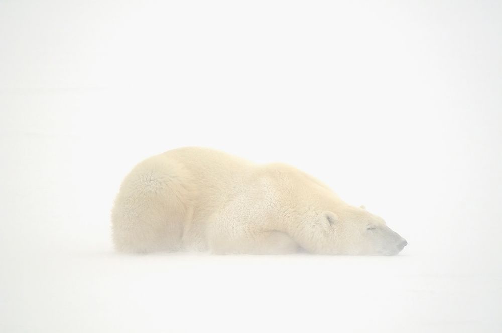 Art Print: Canada-Manitoba-Churchill Polar bear sleeping on snow in fog