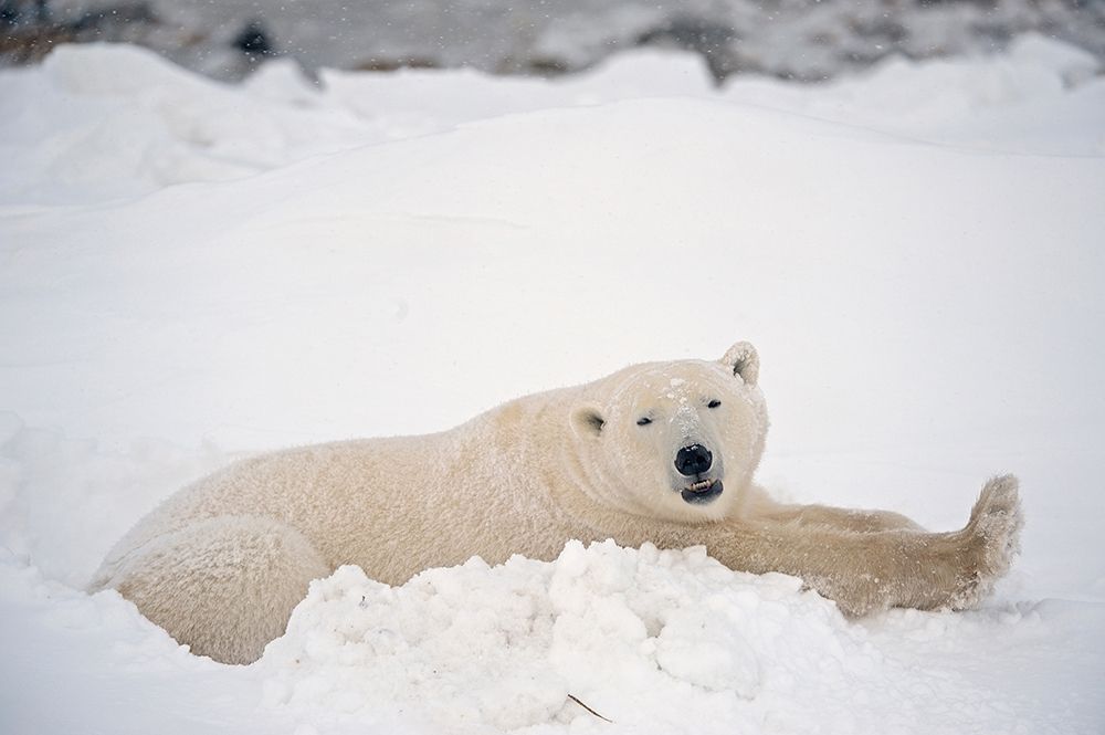 Art Print: Canada-Manitoba-Churchill Polar bear resting in snow