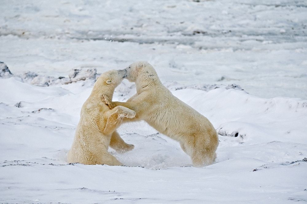 Art Print: Canada-Manitoba-Churchill Young polar bears sparring