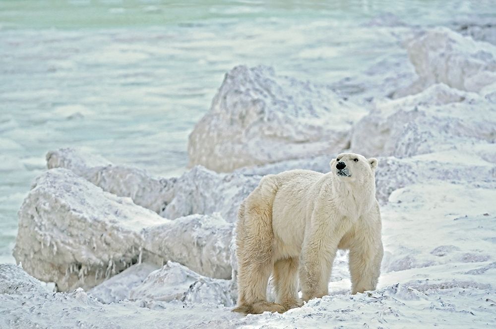 Art Print: Canada-Manitoba-Churchill Polar bear on rocky frozen tundra