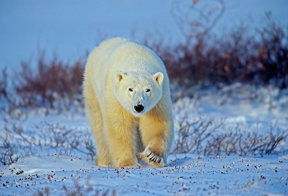 Art Print: Canada-Manitoba-Churchill Polar bear walking on frozen tundra