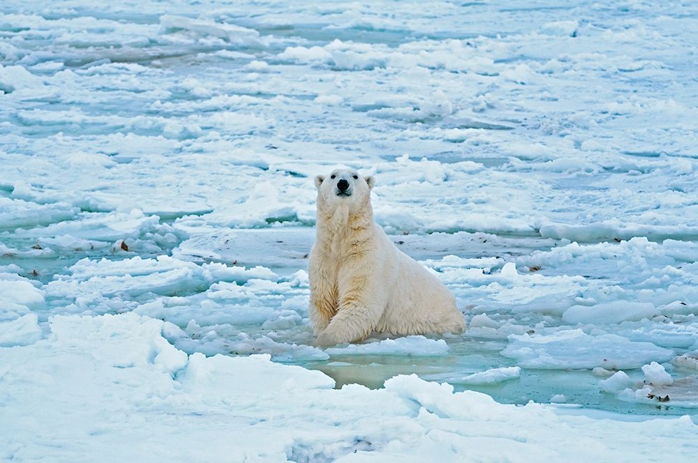Art Print: Canada-Manitoba-Churchill Polar bear in icy water