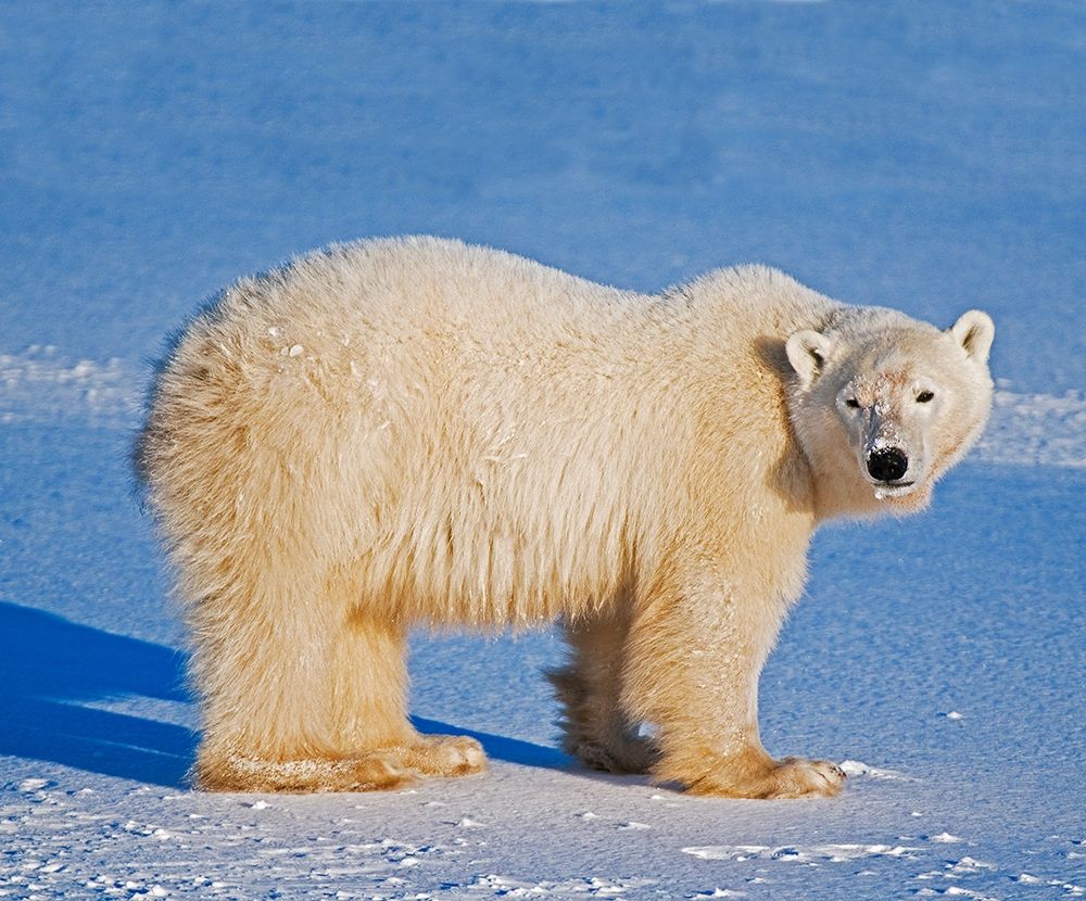 Art Print: Canada-Manitoba-Churchill Polar bear standing on frozen tundra