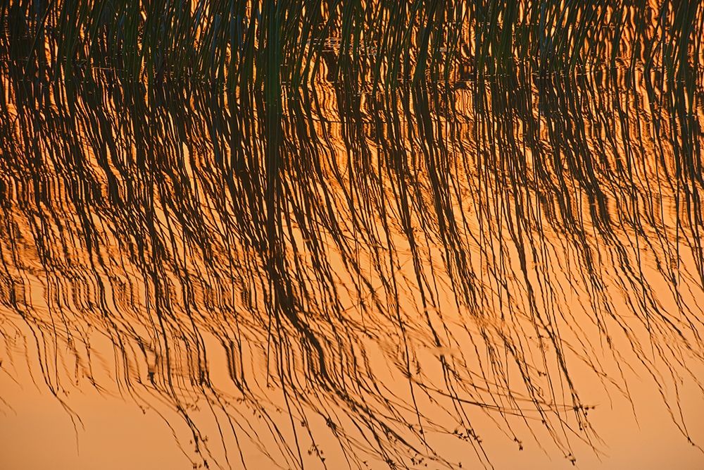 Wall art: Canada-Manitoba-Riding Mountain National Park Close-up of reeds reflecting in Lake Audy at sunset, by Jaynes Gallery