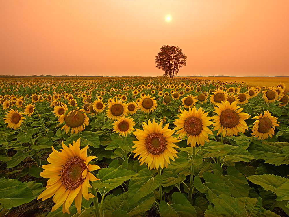 Art Print: Canada- Manitoba- Dugald. Field of sunflowers and cottonwood tree at sunset.