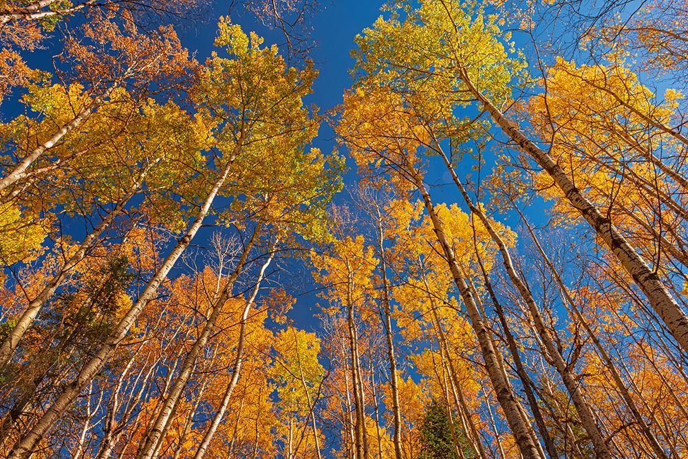 Art Print: Canada- Manitoba- Duck Mountain Provincial Park. Yellow aspen trees leaves in autumn.