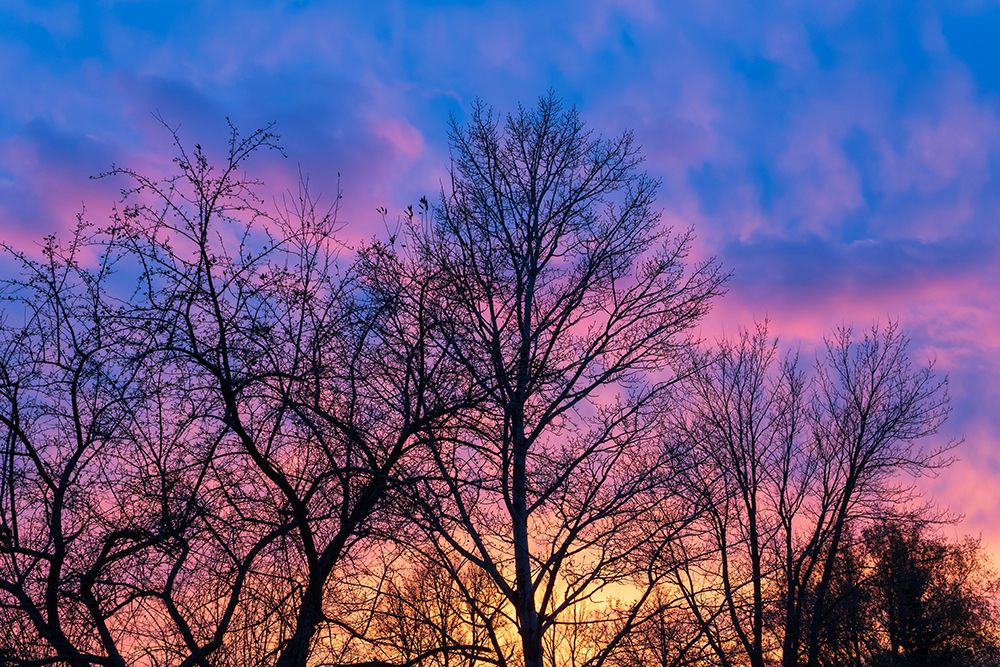 Art Print: Canada-Manitoba-Winnipeg Clouds and silhouetted trees at sunset