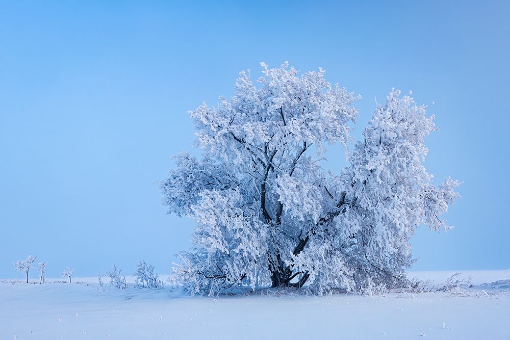 Art Print: Canada-Manitoba-Oakbank Hoarfrost-covered maple trees
