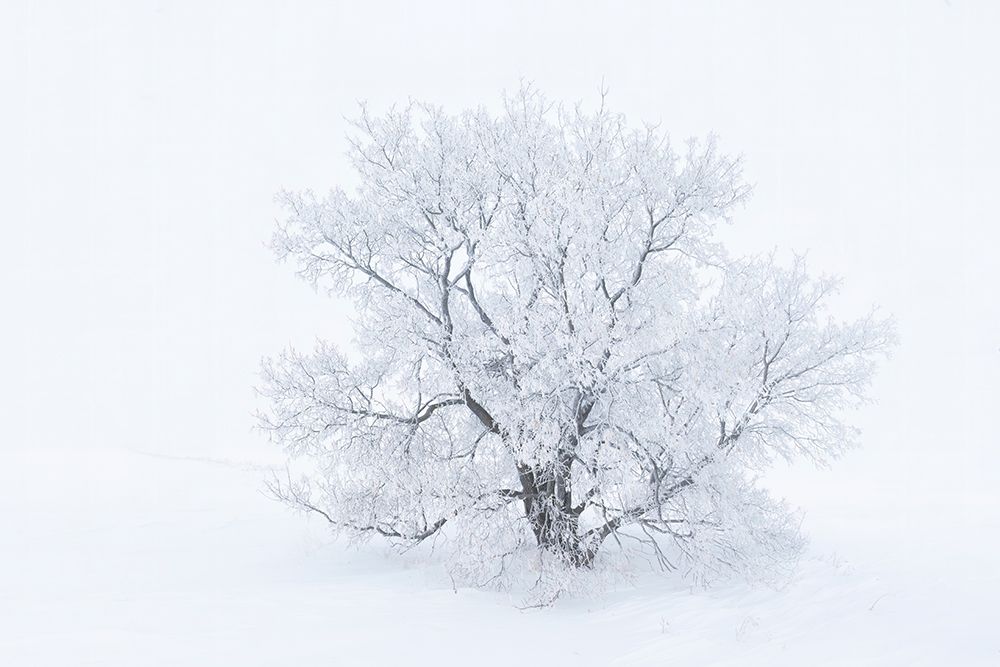 Art Print: Canada-Manitoba-Oakbank Hoarfrost-covered maple trees