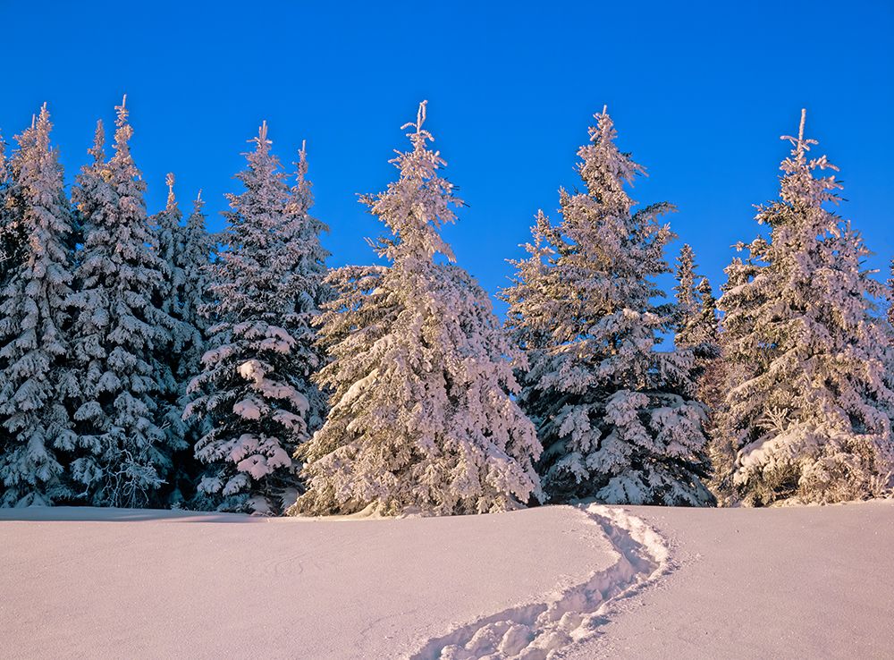 Art Print: Canada-Manitoba-Riding Mountain National Park Moose tracks in snow leading into forest
