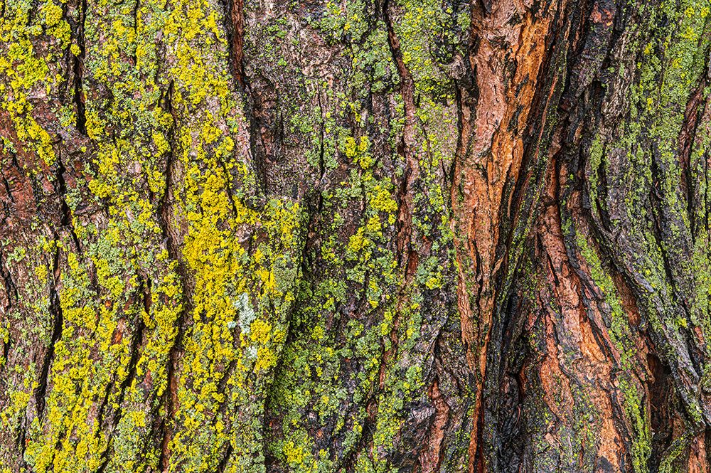 Art Print: Canada-Manitoba-Winnipeg Lichens on maple tree