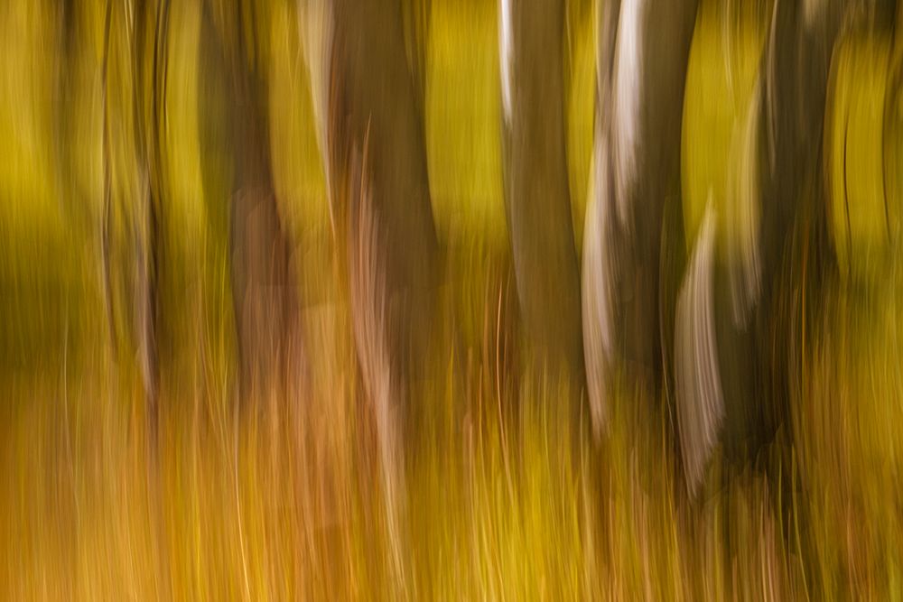 Art Print: Canada-Manitoba-Winnipeg Abstract of trees in Seine River Forest